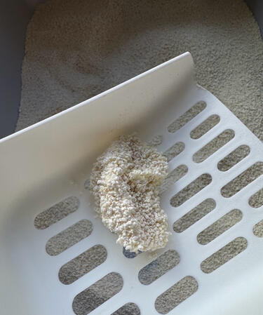 “Clumps quickly and feels gentle on paws.” — Momo